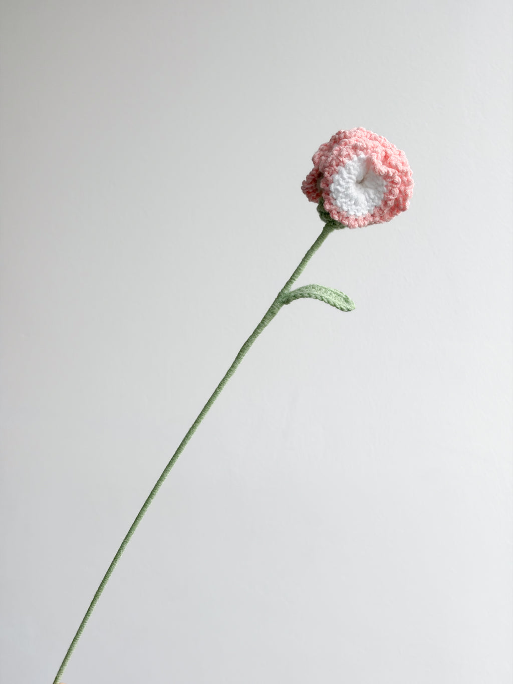 Nelke - Rosa / Weiß