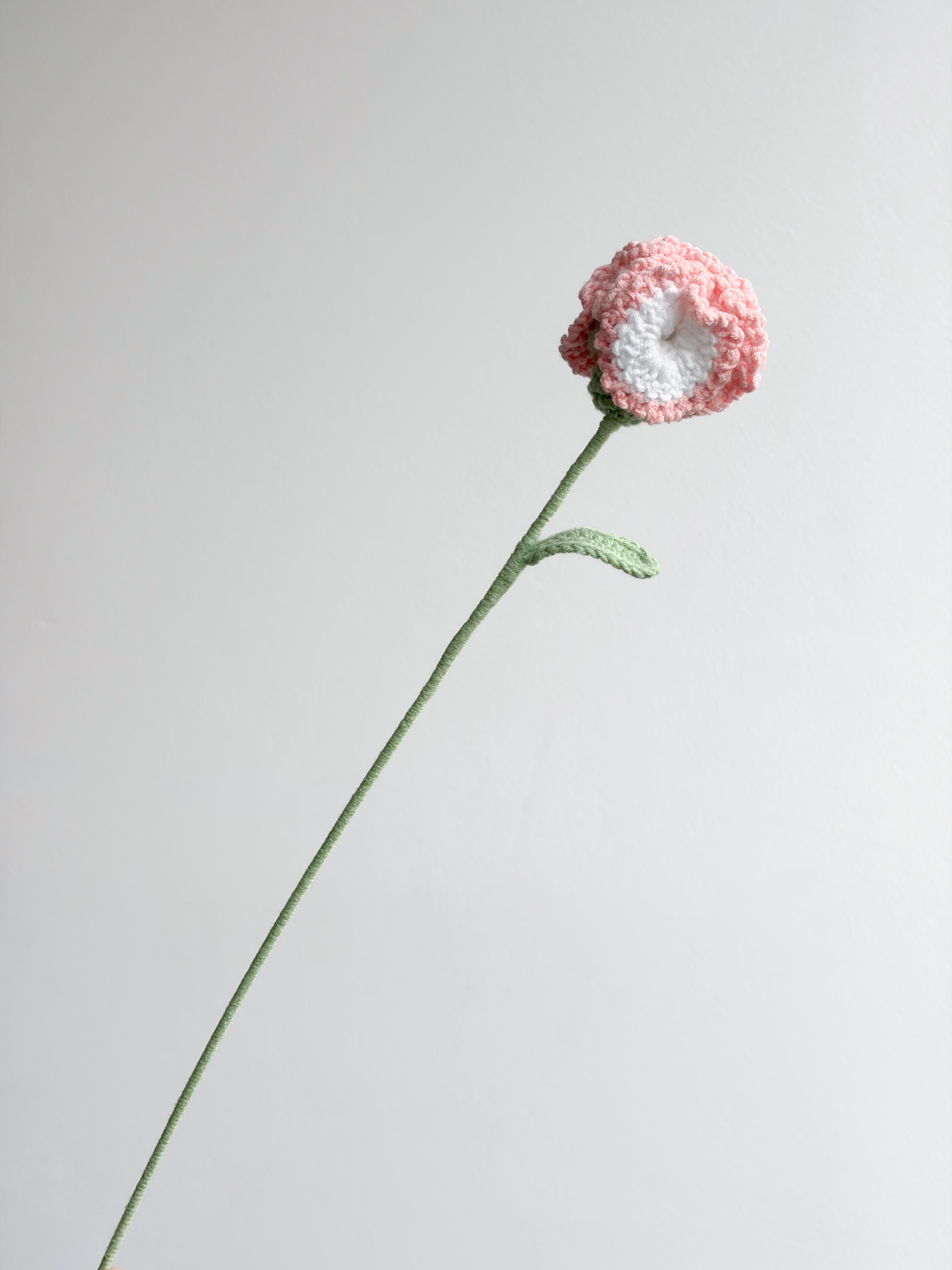 Nelke - Rosa / Weiß