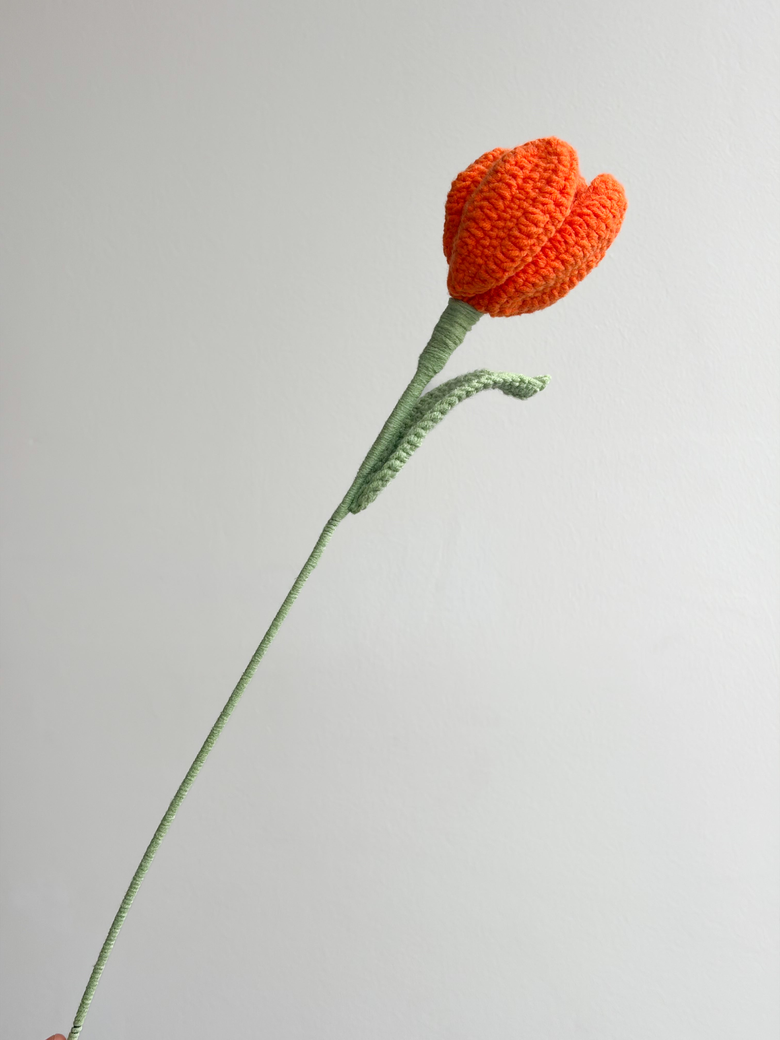 Tulpe - Orange