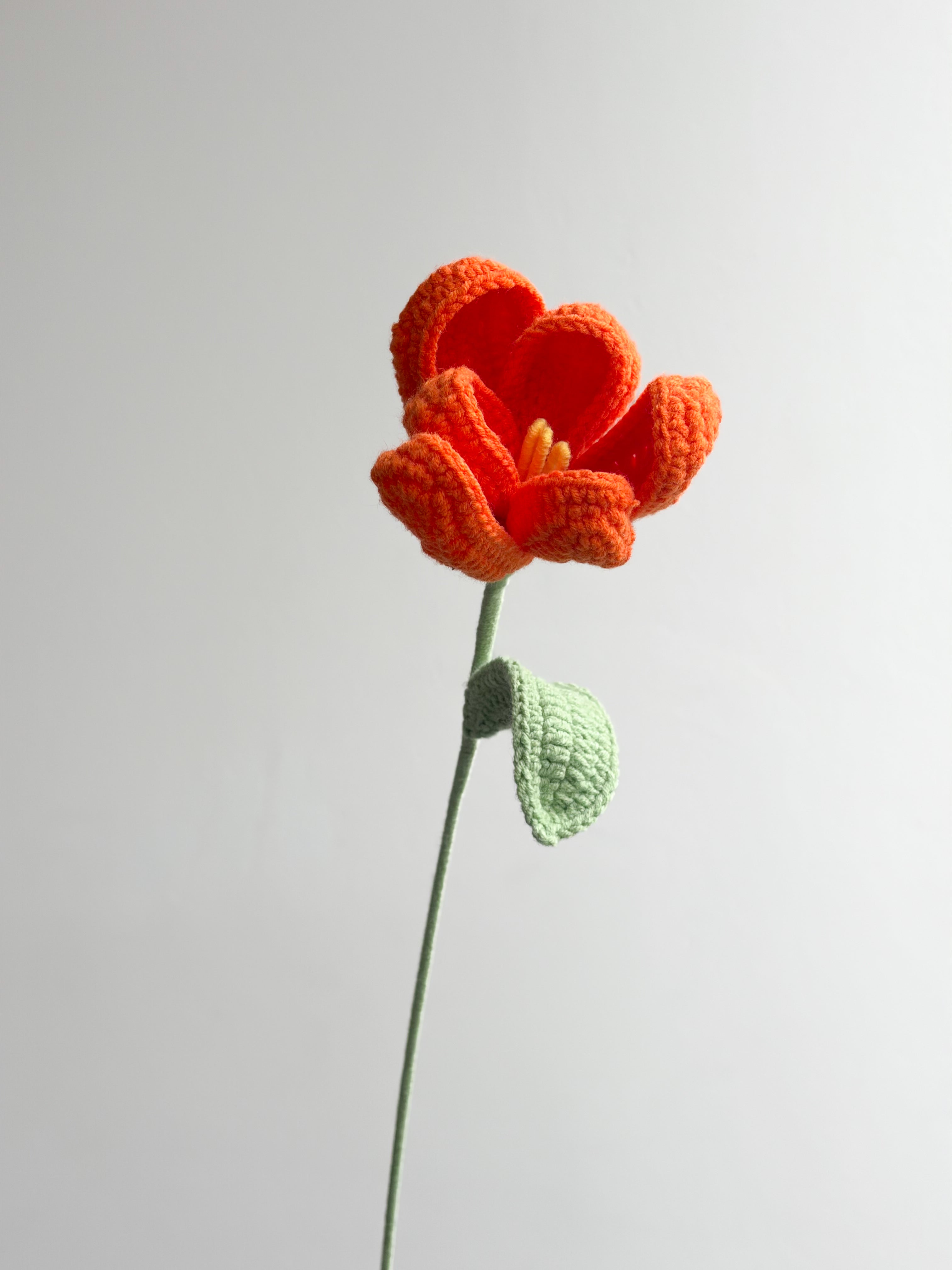 Tulpe - Orange