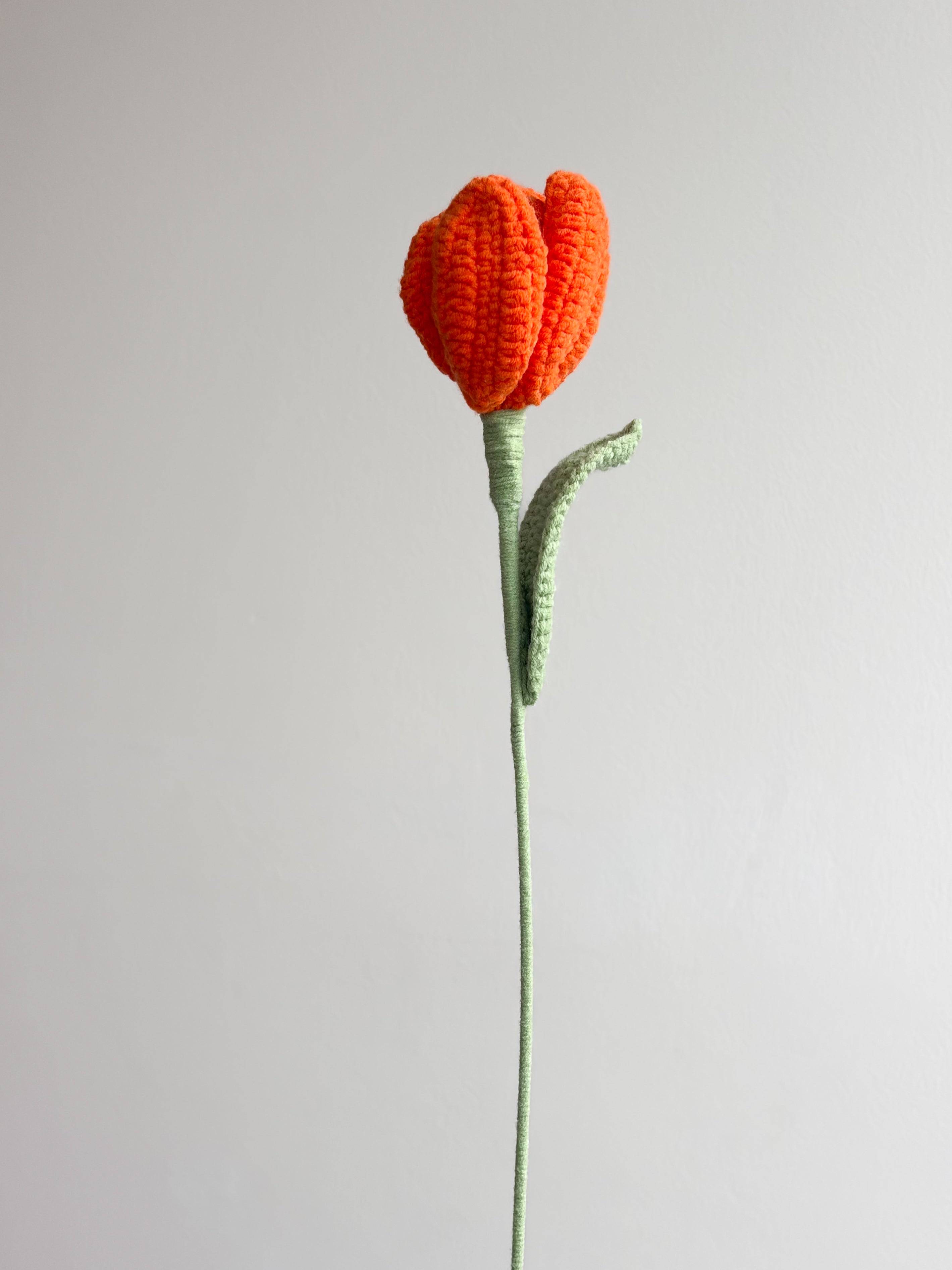 Tulpe - Orange