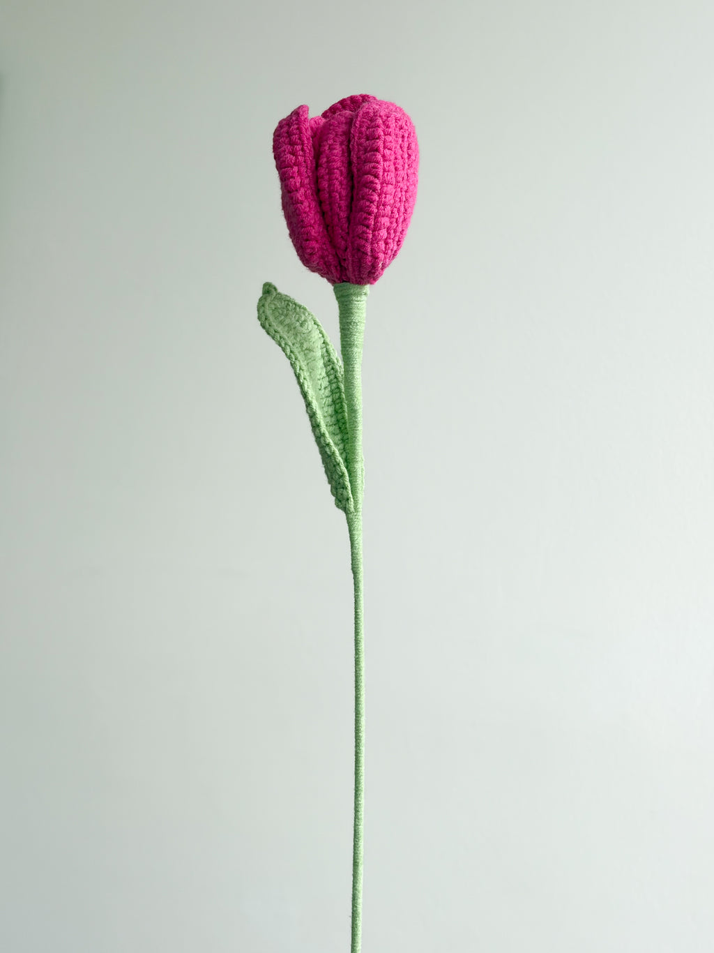 Tulpe - Pink