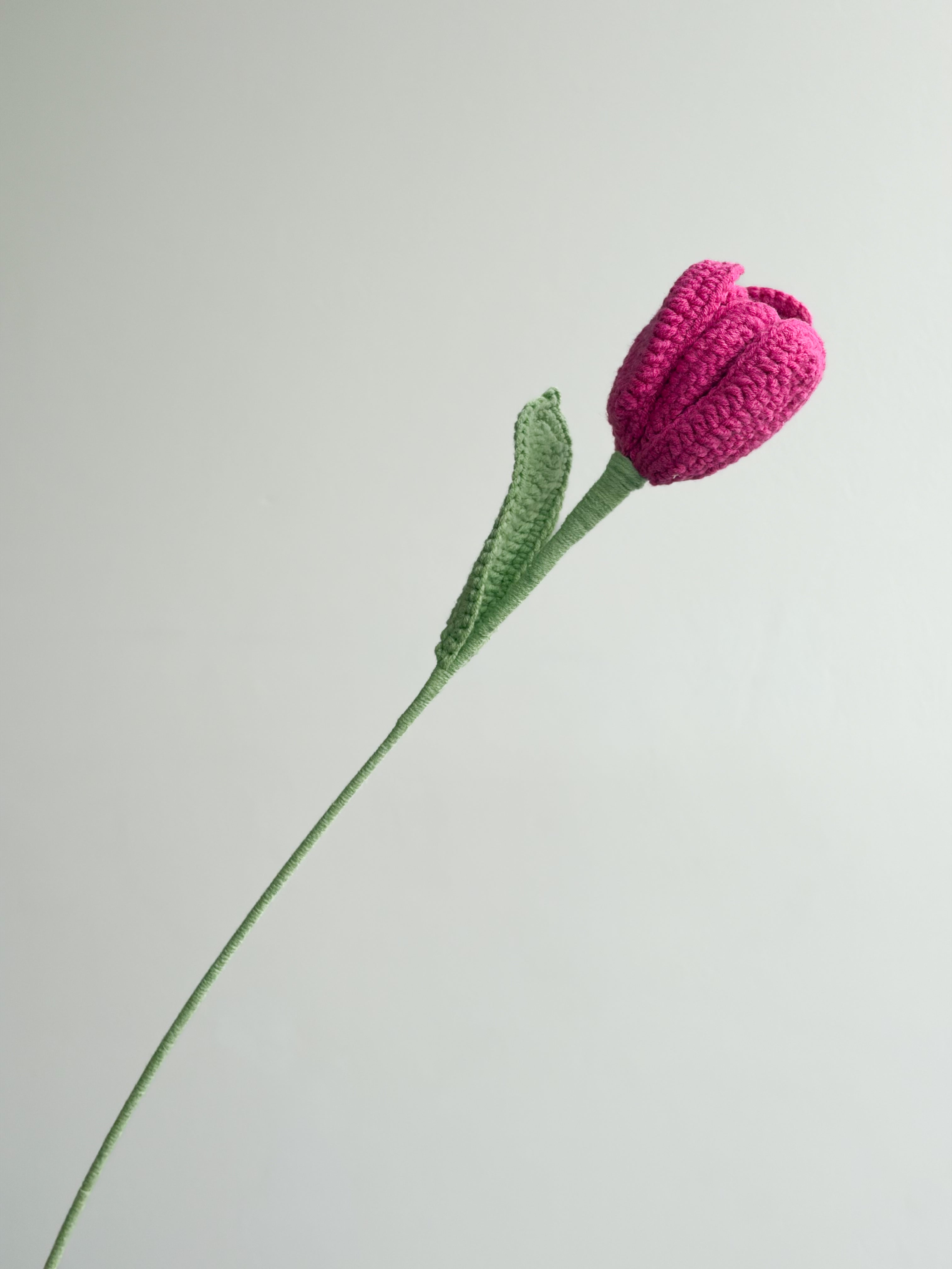 Tulpe - Pink