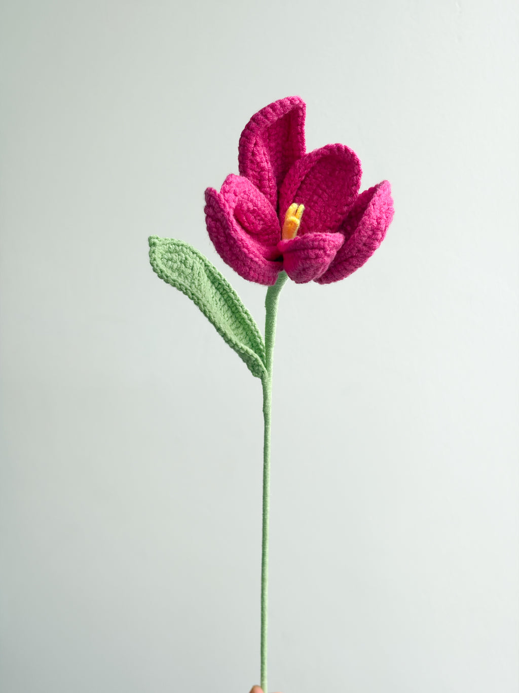 Tulpe - Pink